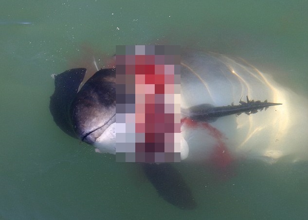 �Һ�����ɱ���࣬����������������