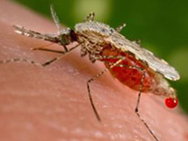 帮助某些蚊虫散播疟疾的基因