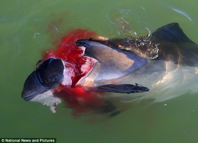 ����������˿ڣ���Ƭ��ʾ������Ϊ�ǻҺ���������๺�צ�����¡�