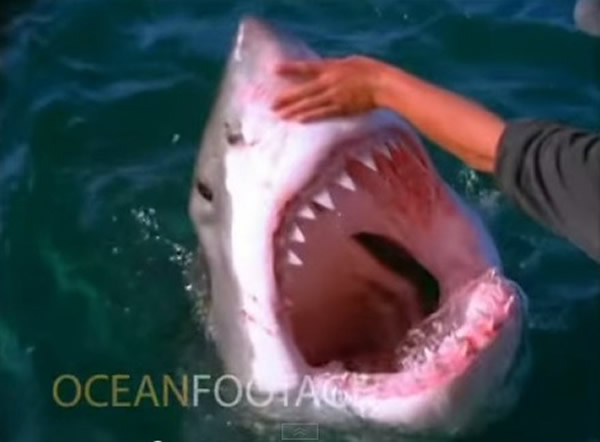 南非海域调戏大白鲨