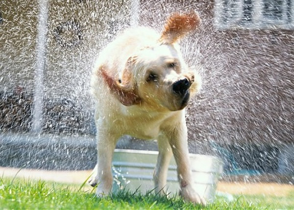有主人弃狗因为狗狗淋雨后会变样。