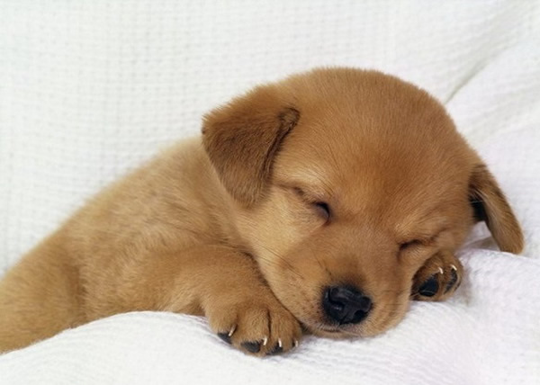 有主人嫌弃狗狗太爱睡觉。