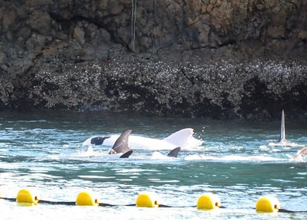 该条白化海豚(图)现时被逼学习吃死鱼，及接受与人类沟通。