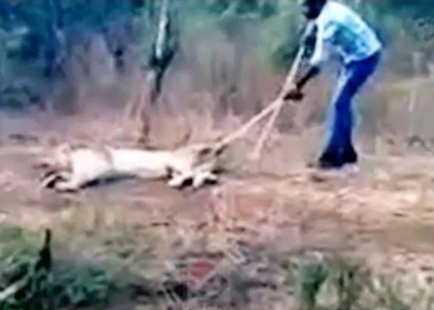 涉事农夫(右)猛扯狮子(左)尾巴。