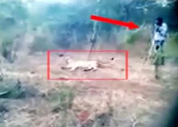 农夫(箭咀示)步近雌狮(红圈示)。