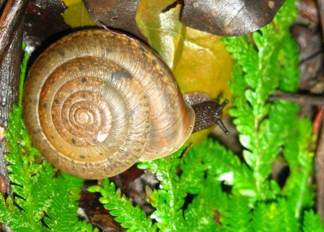 彩虹大脐蜗牛,是师大研究团队今年10月新发表的物种。此种蜗牛一次可生下20~30颗的卵,卵壳可能因富含碳酸钙而比较硬。图片提供:黄致维。