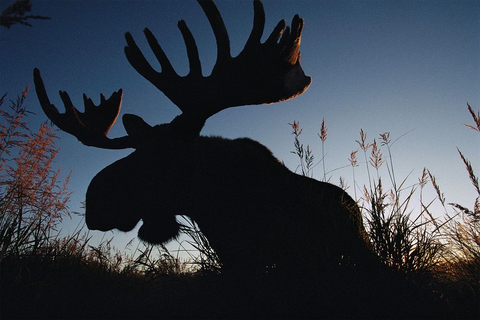 麋鹿可以直接把植物转换成能量。摄影:Joel Sartore, National Geographci Creative