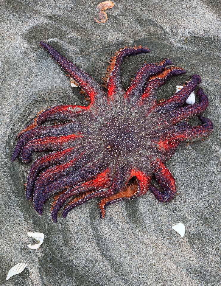 ��ǳ�ڲ��е߸��ױ��Ǻ�̲�ϵ�һ�����տ����ǡ����ִ��ͺ���Ҳ�ǲ������ܺ���֮һ����Ӱ��Ron Watts, All Canada Photos/Corbis