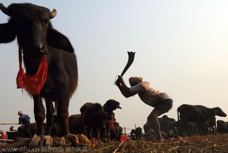 ����������ģ�Ķ���������Ჴ��ӡ�Ƚ�ͽ��ף�ε���(Gadhimai)Ů���