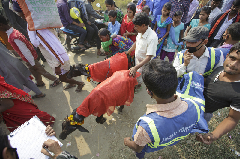 ����������ģ�Ķ���������Ჴ��ӡ�Ƚ�ͽ��ף�ε���(Gadhimai)Ů���