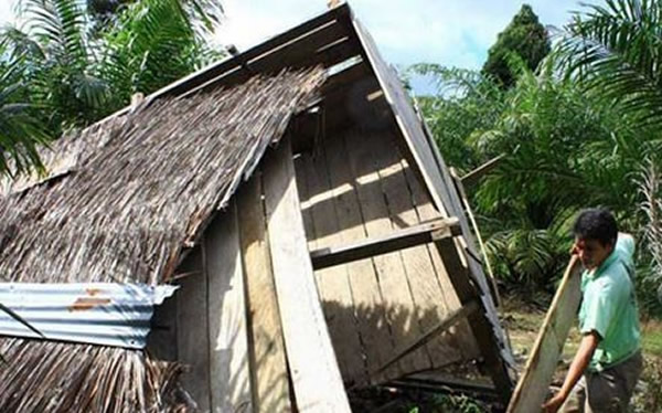 印尼村落为“棕榈树”焚林毁地 20头大象反击踏平村庄