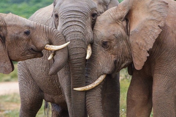 大象的栖息地遭到破坏.因此它们才会反击。