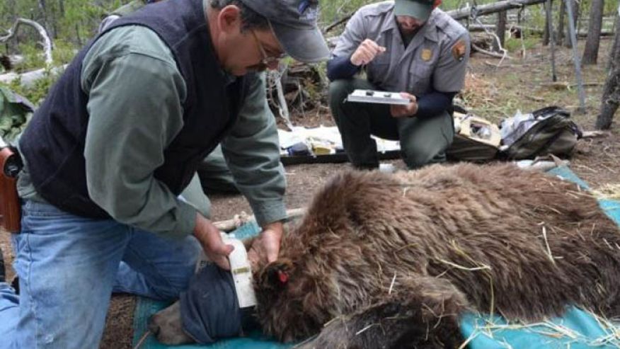研究发现灰熊会跟踪猎鹿人抢先偷走猎物