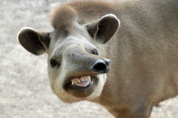 ����԰һֻ������Ϯ��Ůͯ��(����ͼƬ)