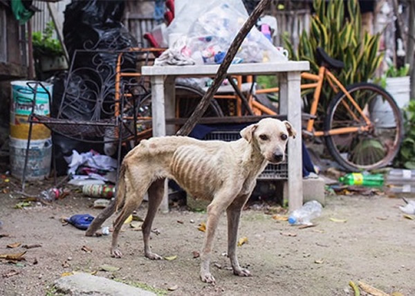 拜斯因前主人身患重病而被忽略照顾。