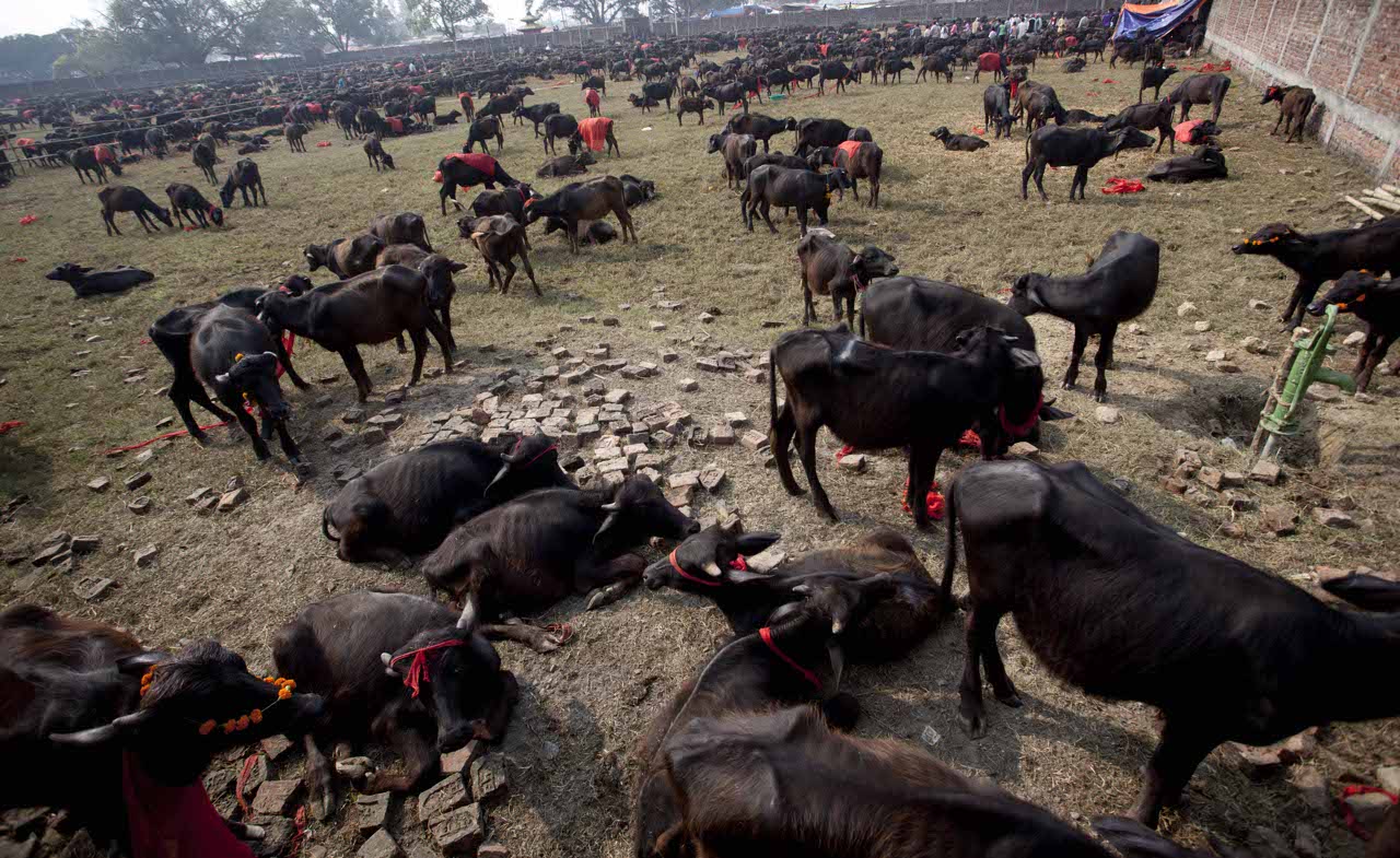 �Ჴ����ׯ��־���5��һ�ȵ���ɱ������� ��ʮ���ﱻ��ɱ