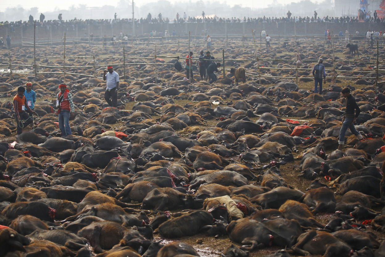 �Ჴ����ׯ��־���5��һ�ȵ���ɱ������� ��ʮ���ﱻ��ɱ