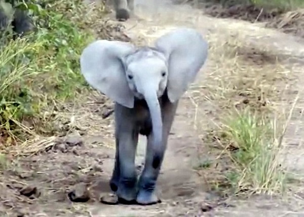 小象与游客四目交接,颇有挑衅意味。
