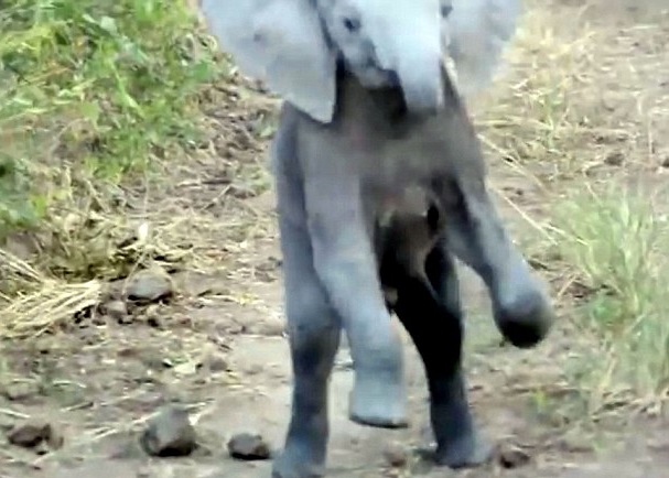 小象作势吓走游客。