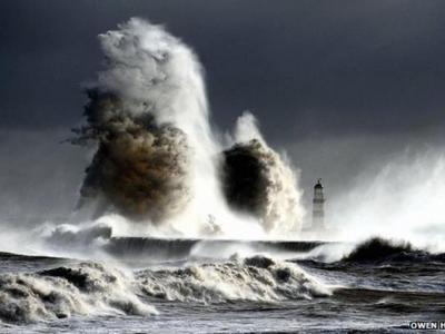 英国纪录片《动物的崛起:脊椎动物的凯旋》探
