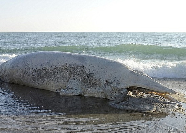 20呎长小须鲸尸体冲上英国康沃尔沙滩 - 神秘的