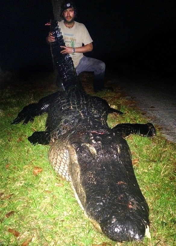 巨鳄约12呎10吋长。