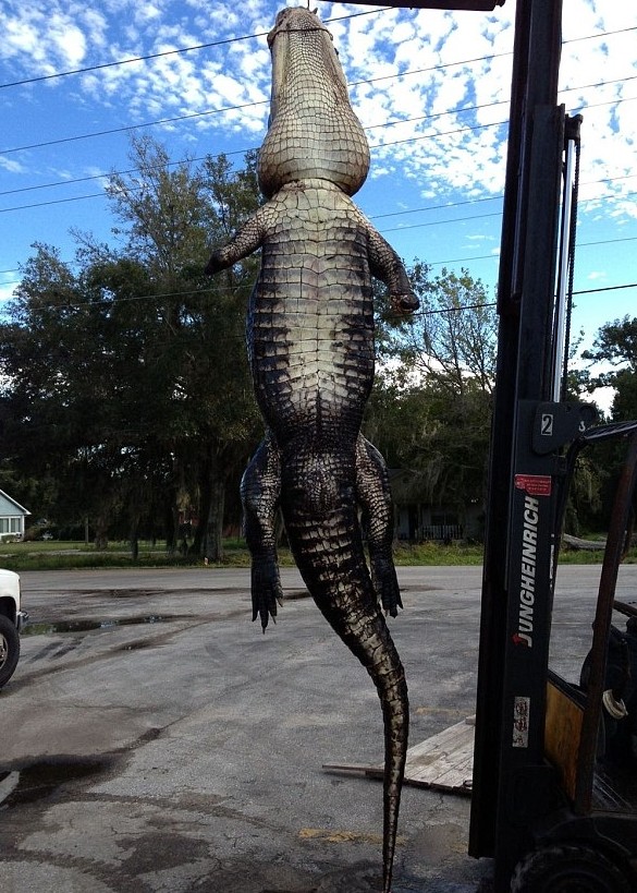 二人形容鳄鱼庞大如“怪兽”。