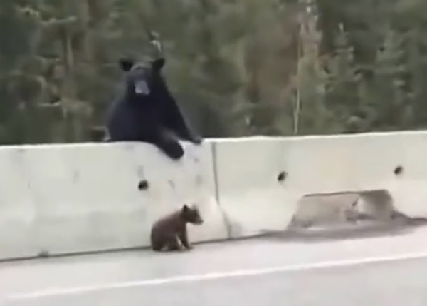 小熊在公路好奇地东张西望,熊妈妈一脸担心。