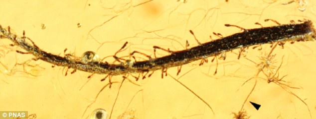 3500���굽4700����ǰ�Ĳ��޵ĺ������з�����ʳֲ��