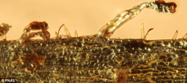 3500���굽4700����ǰ�Ĳ��޵ĺ������з�����ʳֲ��