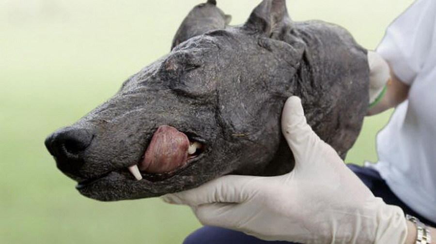 ׿�ؿ�������Ѫ����