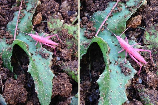 �ձ��������Լ�Ժ���﷢�֡��ۺ����족