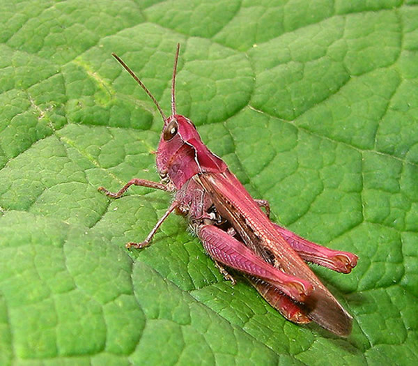 �����ѱ�ʾ����ֻ�ۺ�ɫ��������ܲ������죬����һ�ֽ������ɻȵĻȳ档