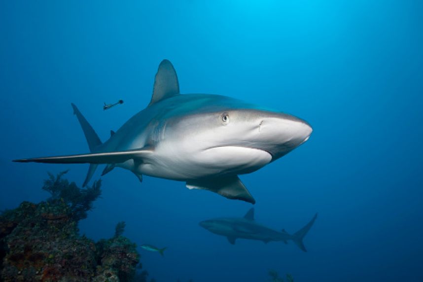 俄罗斯水族馆的乌翅真鲨受不了游客的刺激“崩溃”