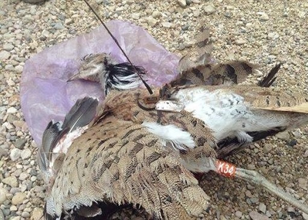 ��ֻ����ɱʽ��Ϯ����ȸ�񱻾������С�