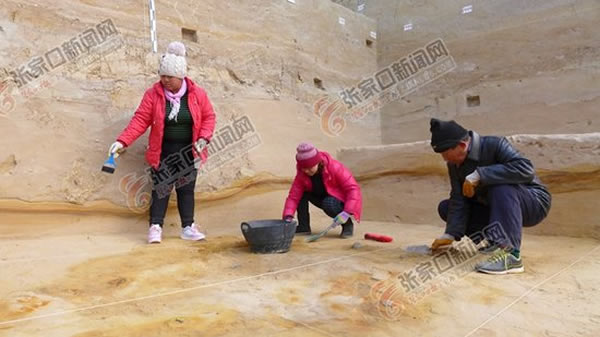 考古人员采集到的动物化石、石制品等出土器物。