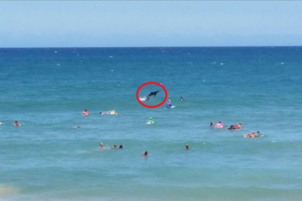 澳洲泳客开心畅游,鲨鱼从身边水面跃出。