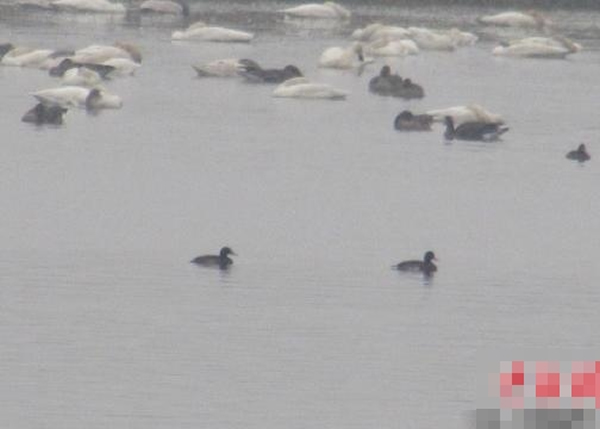 ����졢����Ⱥ���Ⱥ�з���2ֻ��ͷǱѼ��