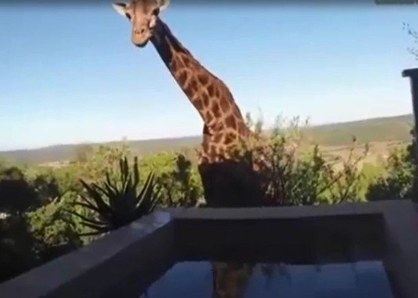入侵酒店的野生长颈鹿(图)对着镜头，亦毫不害羞。