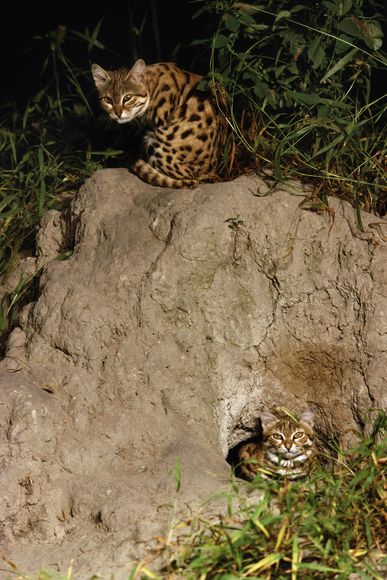 黑足猫(Felis nigripes)