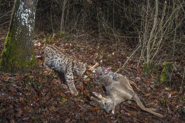 欧洲山猫(Lynx lynx)