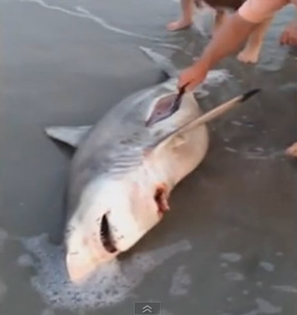 怀孕母鲨鱼搁浅死亡,海边游客抢救肚里的小鲨鱼。