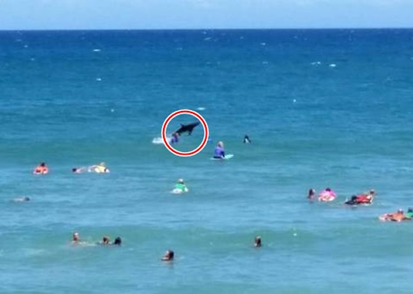 鲨鱼(红圈)突然从水面跃出