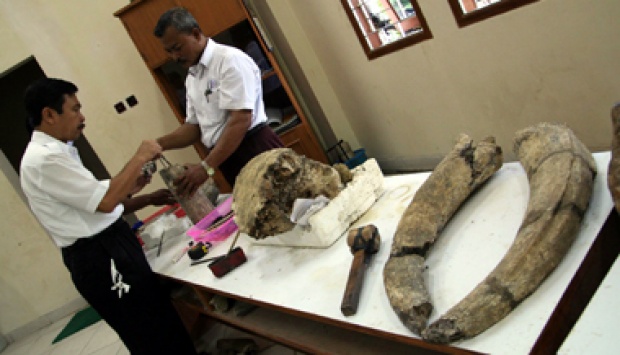 印度尼西亚首度发现灭绝的古代巨猿