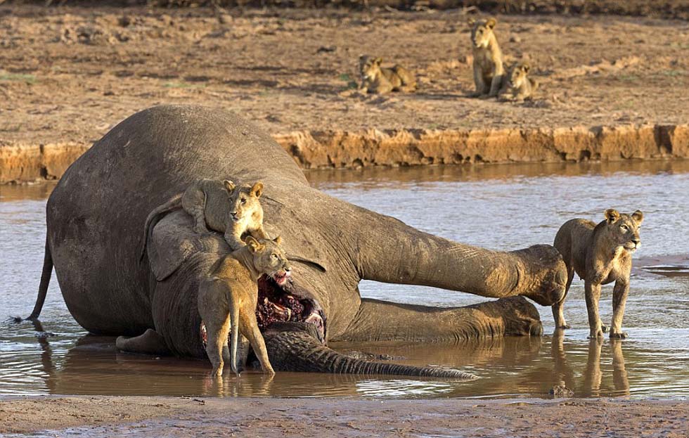 ����ɣ��³����ʨ�Ӻ������໥��ɱ����ʳ��