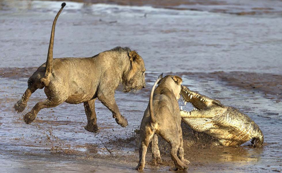 ����ɣ��³����ʨ�Ӻ������໥��ɱ����ʳ��