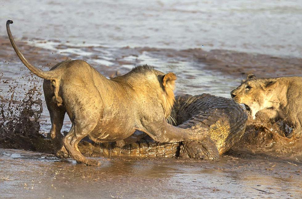 ����ɣ��³����ʨ�Ӻ������໥��ɱ����ʳ��