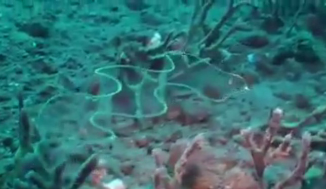 ���������������ϴ�ˮ�в�����������ӰƬ