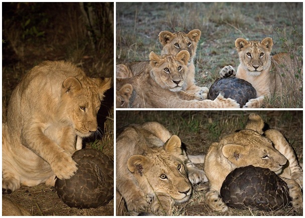 奇斯早前在肯尼亚观光时,拍下狮子们尝试攻破穿山甲“防线”的画面。