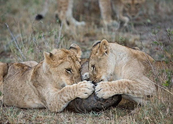 狮子们“研究”如何弄破穿山甲的外壳。
